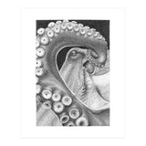 Octopus no. 1 (Print Only) thumbnail