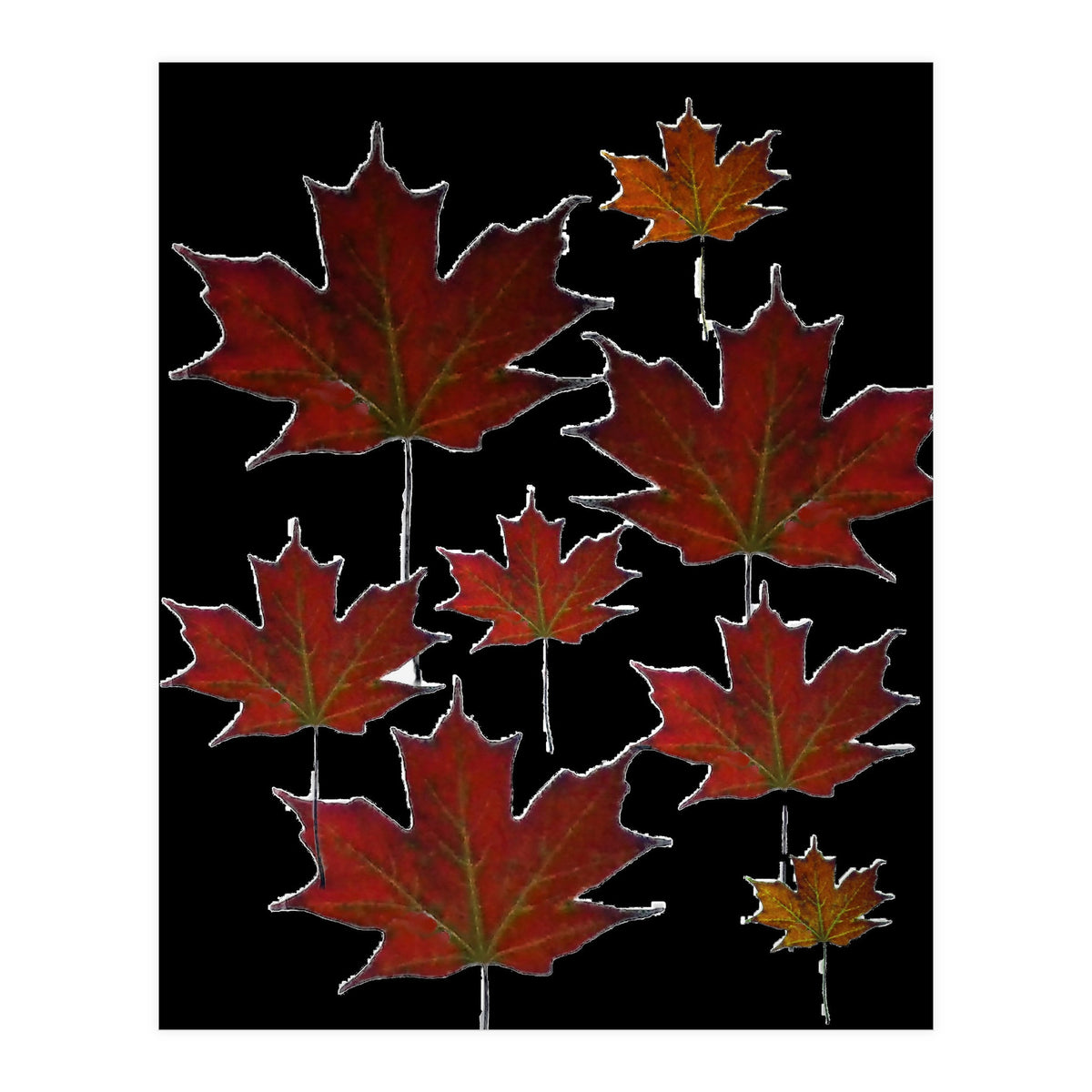 Red Autumn Leaves on Black Ground. (Print Only)