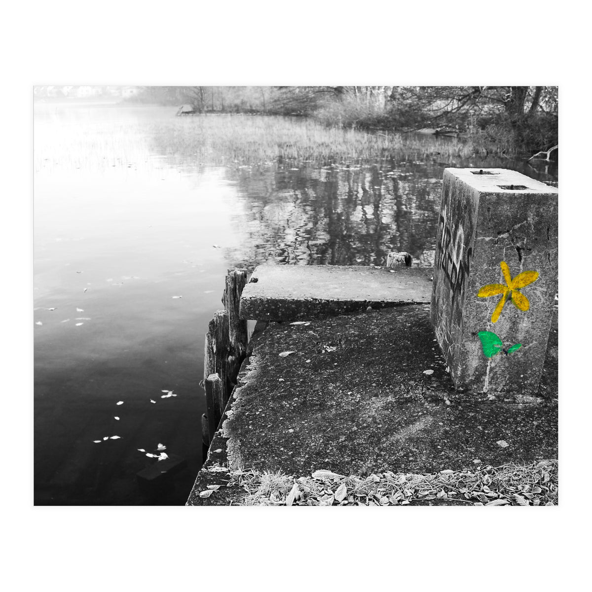 Frozen Ground Yellow Flower Street Art (Print Only)