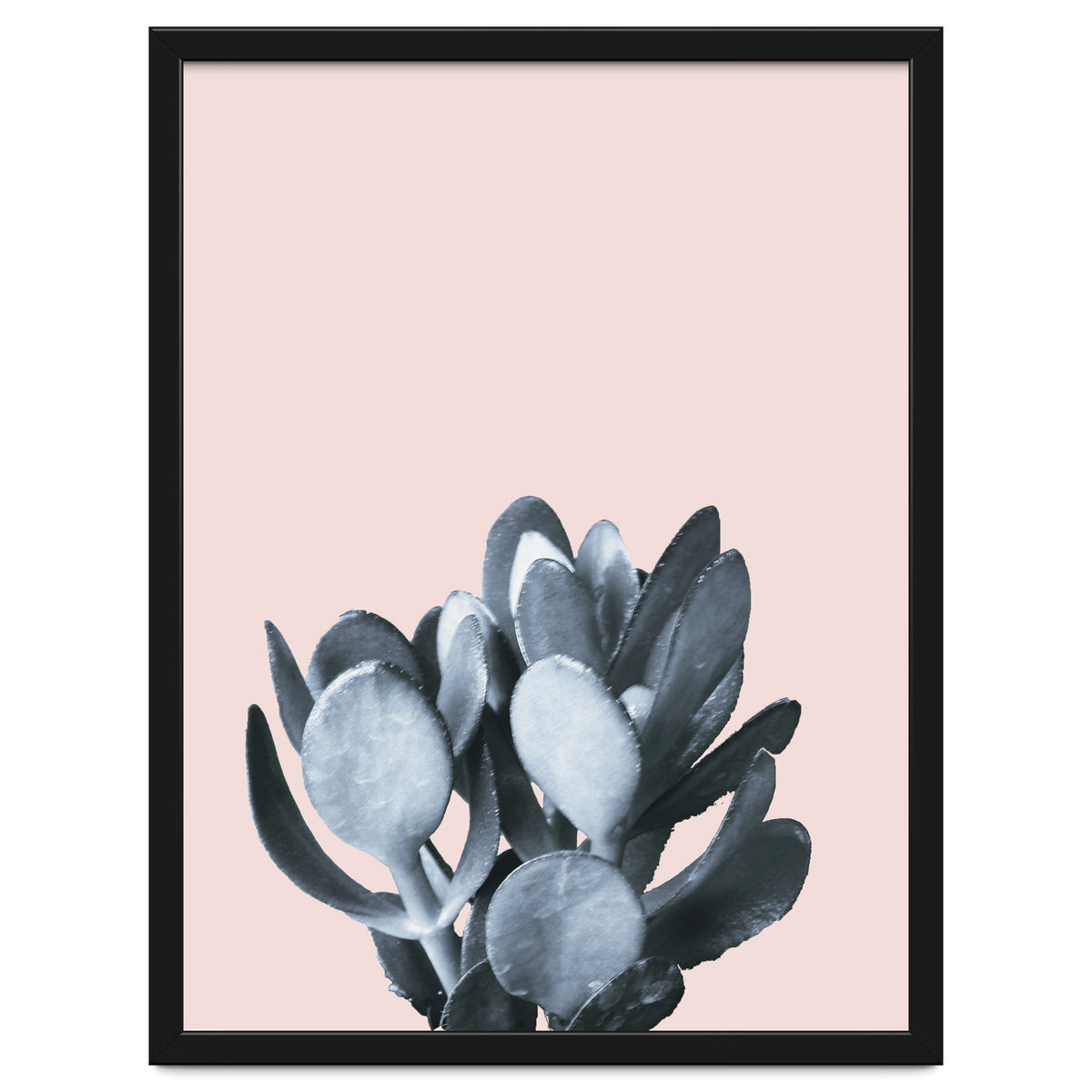 Cactus collection BL-II