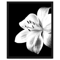 White Lily Black Background