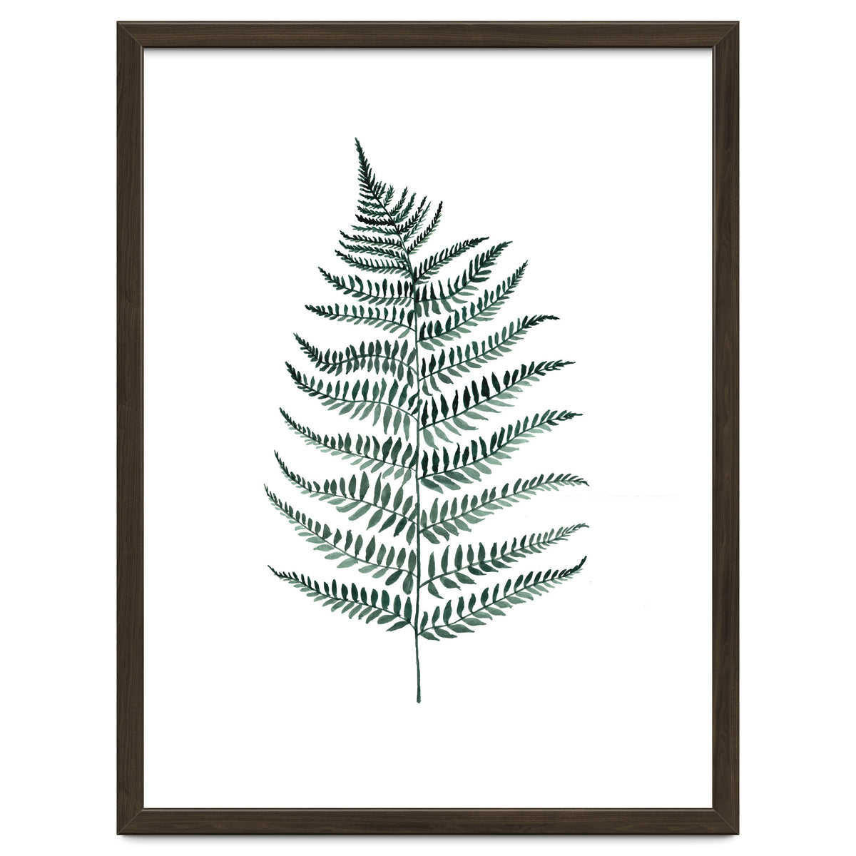 Botanical Illustration Silverfern