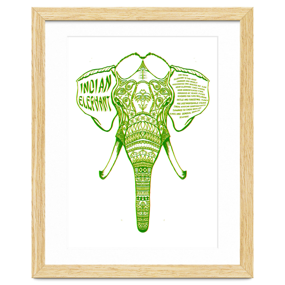 Indian Elephant