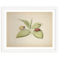 Vintage Ladybirds Illustration