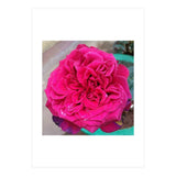 Beautiful Fragrant Rose (Print Only) thumbnail