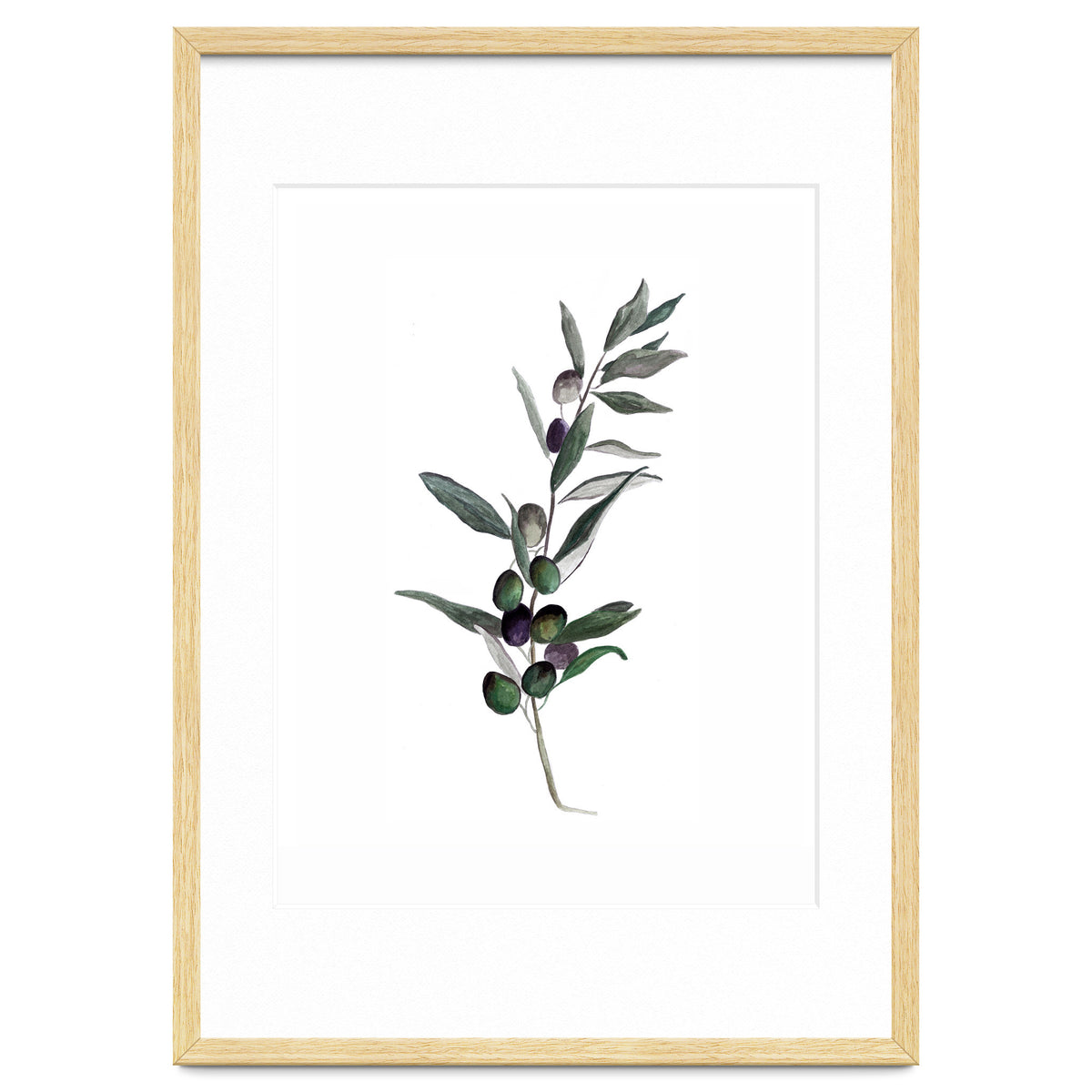 Botanical Illustration Olive