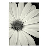 Simplicity  (Print Only) thumbnail