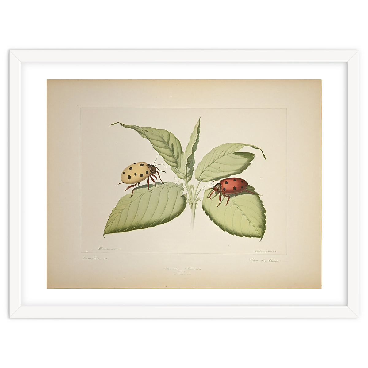 Vintage Ladybirds Illustration