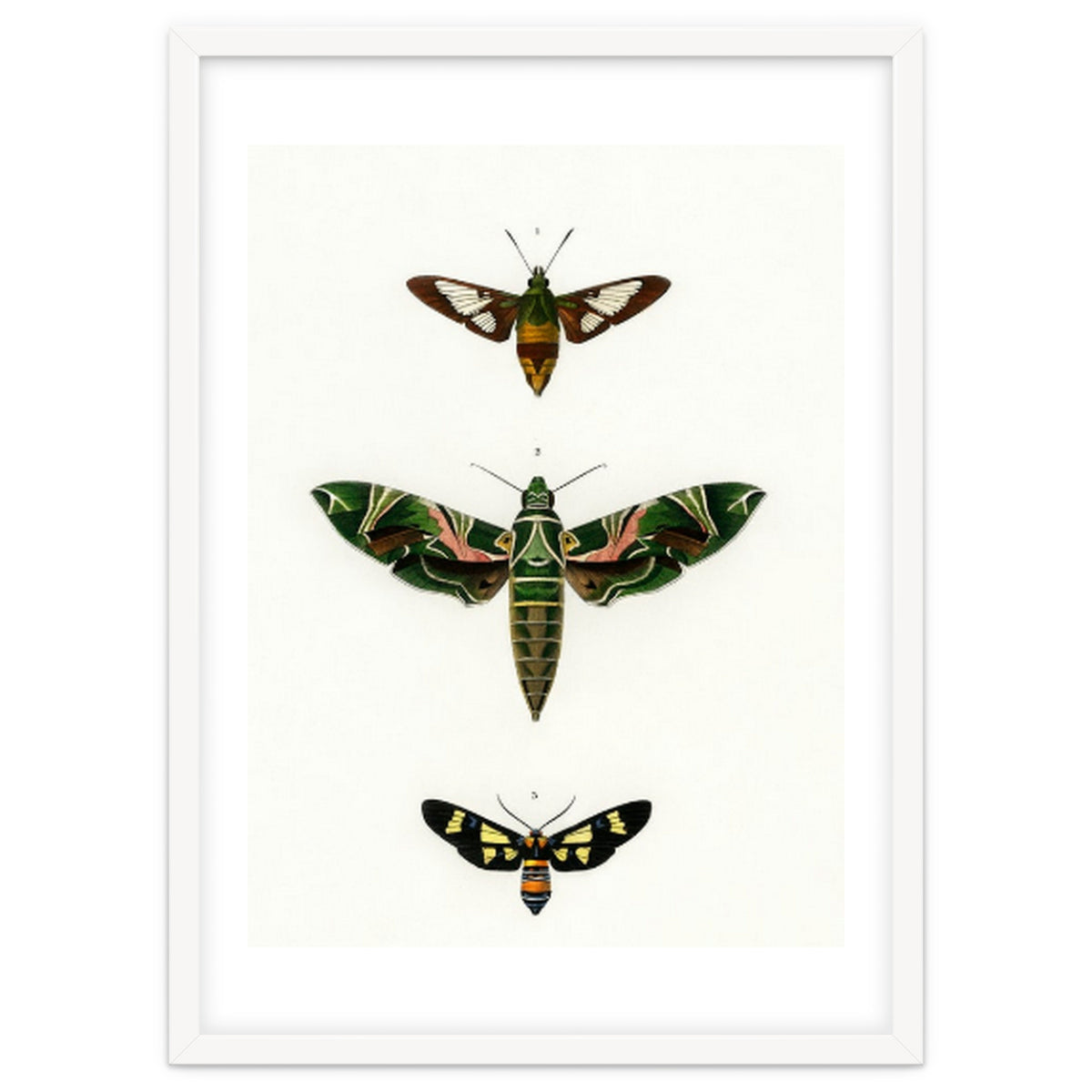 Different types of moths illustrated