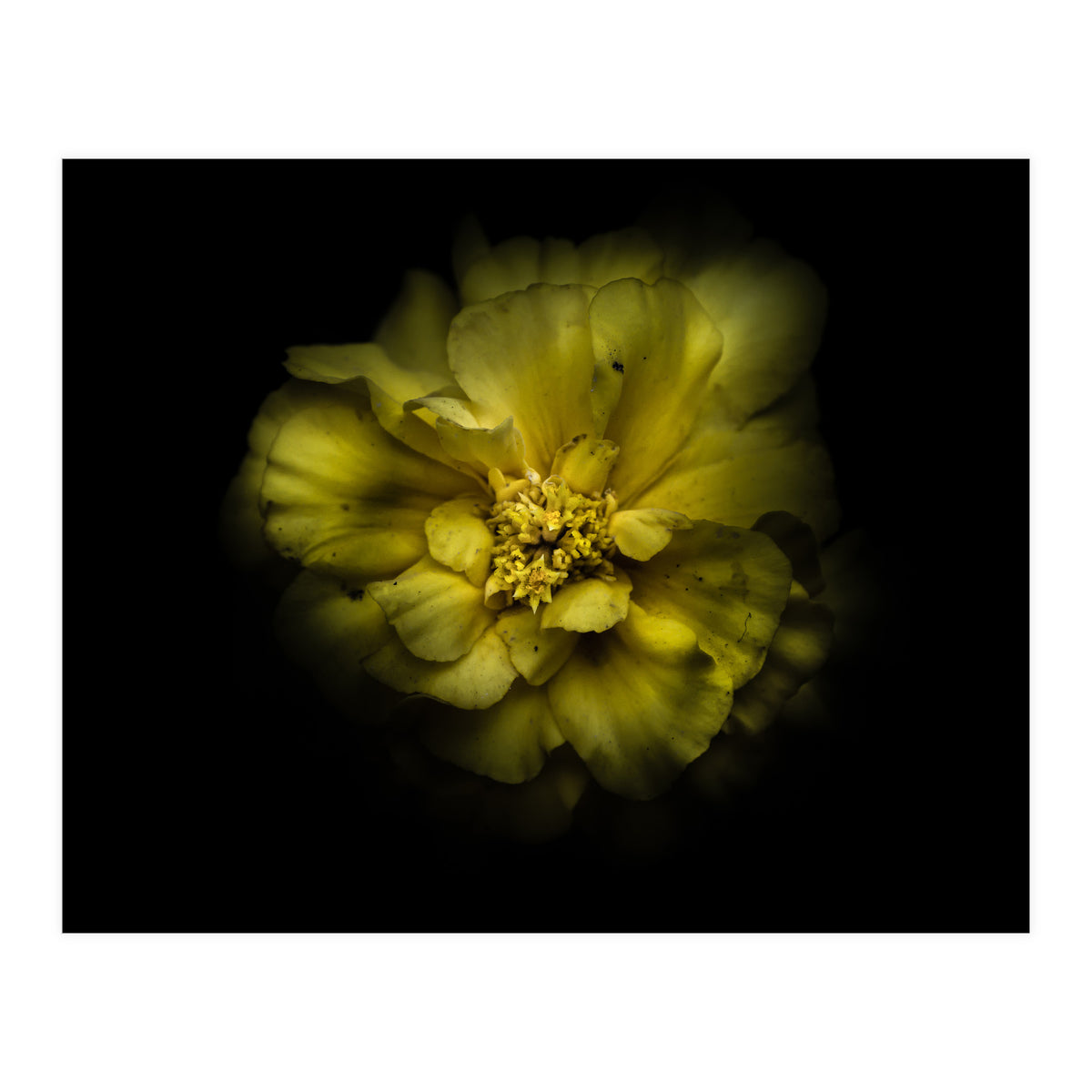 Backyard Flowers No 41 Color Version (Print Only)