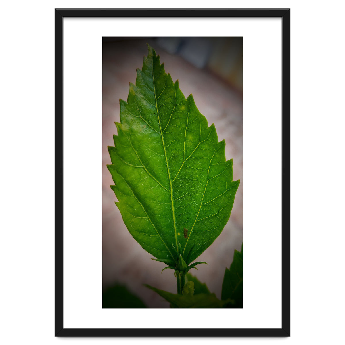Hibiscus Plant Petal