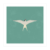 Arctic Tern (Print Only) thumbnail