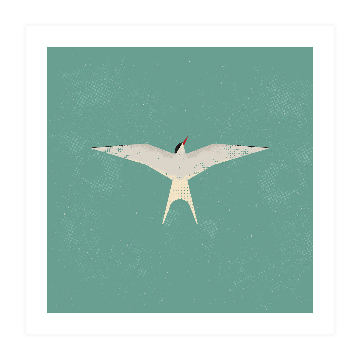 Arctic Tern (Print Only)