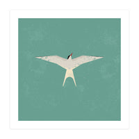 Arctic Tern (Print Only)