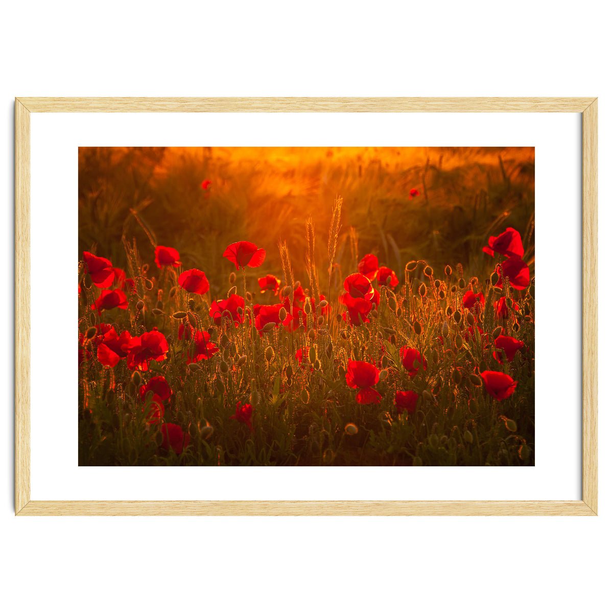 Poppies At Summer (1)