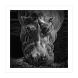 Hippopotamus (Print Only) thumbnail