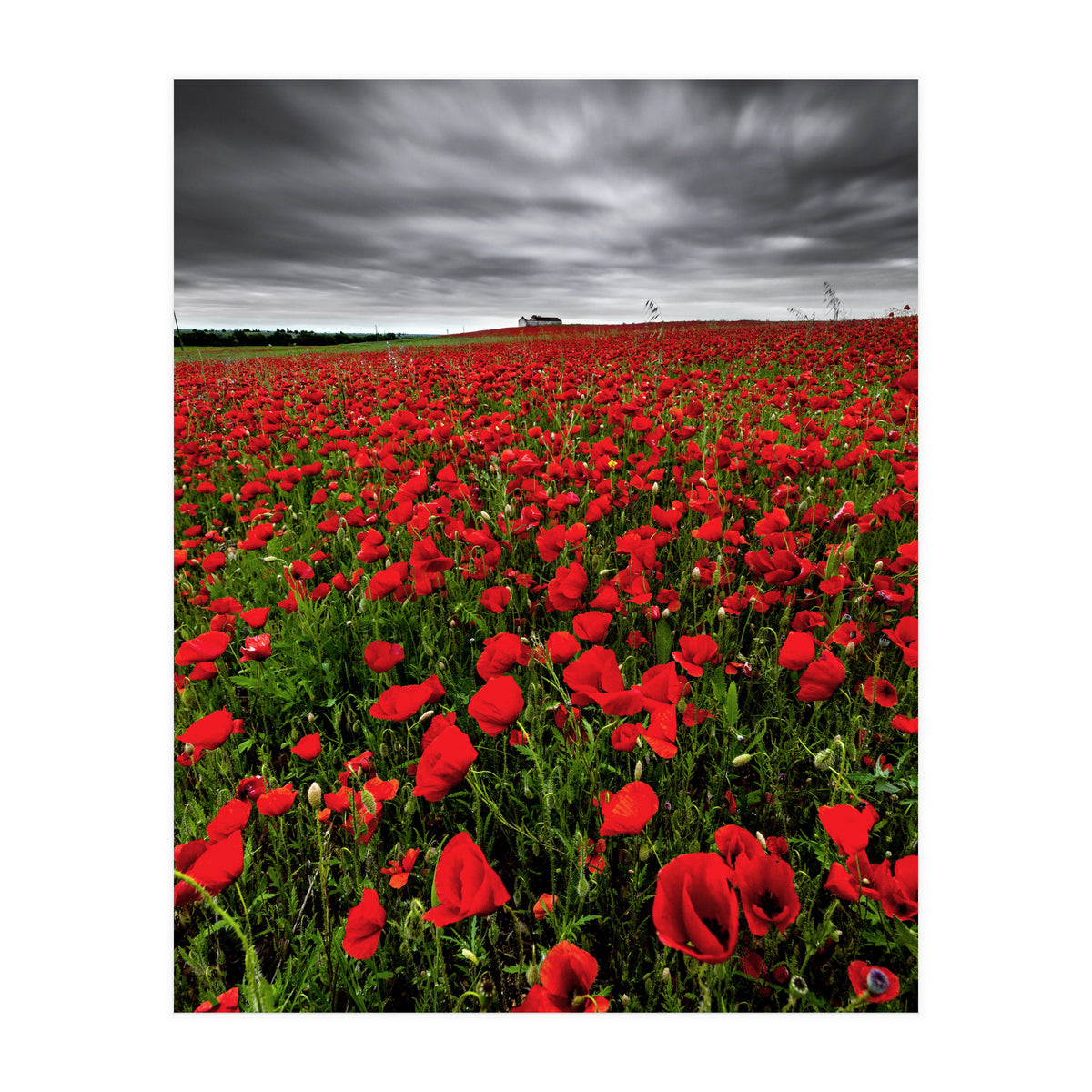 Wild Poppies (Print Only)