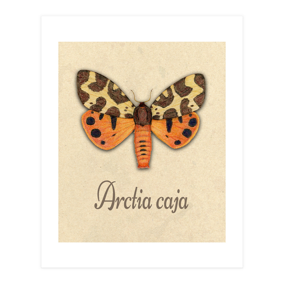 Garden tiger moth illustration (Print Only)