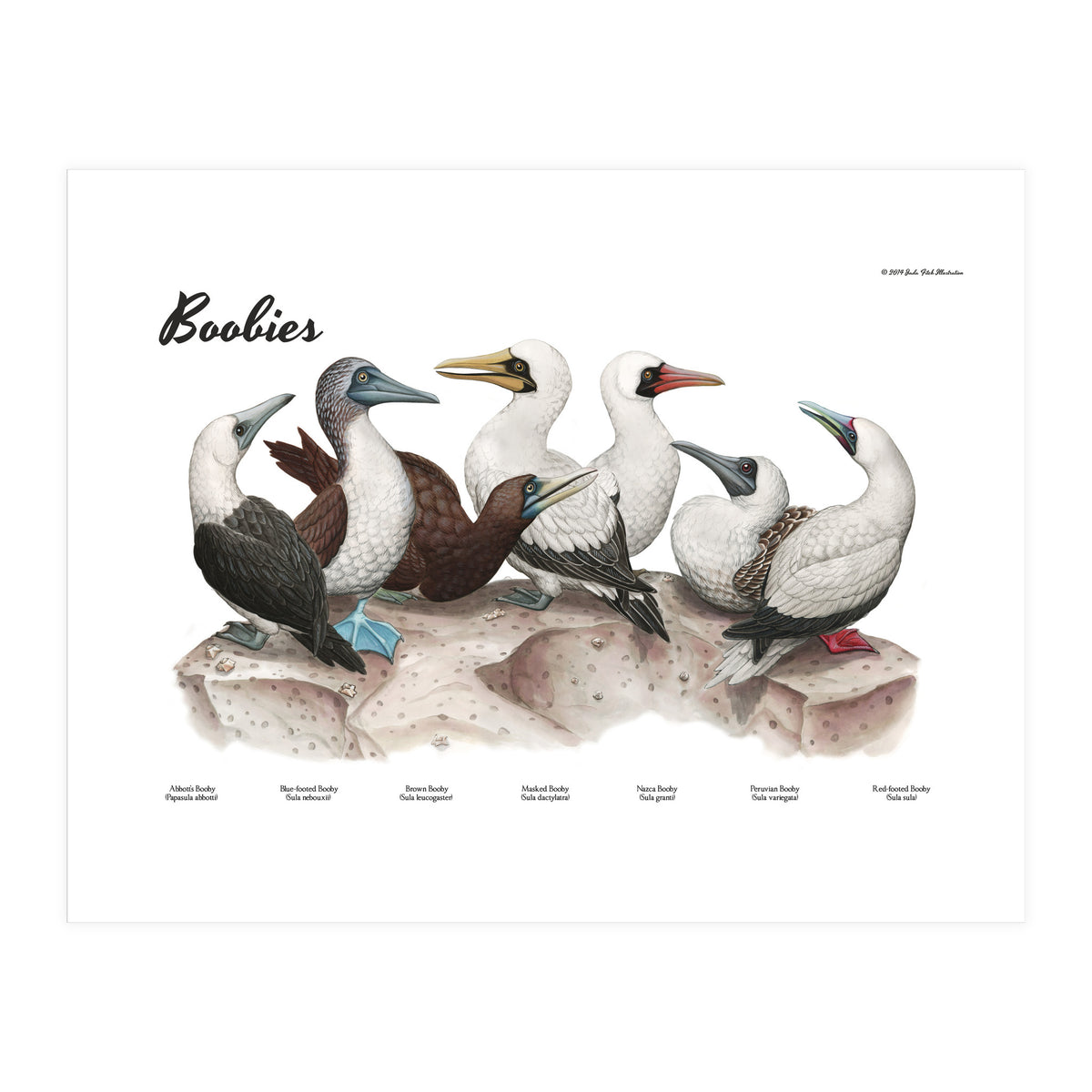 Boobies (Print Only)