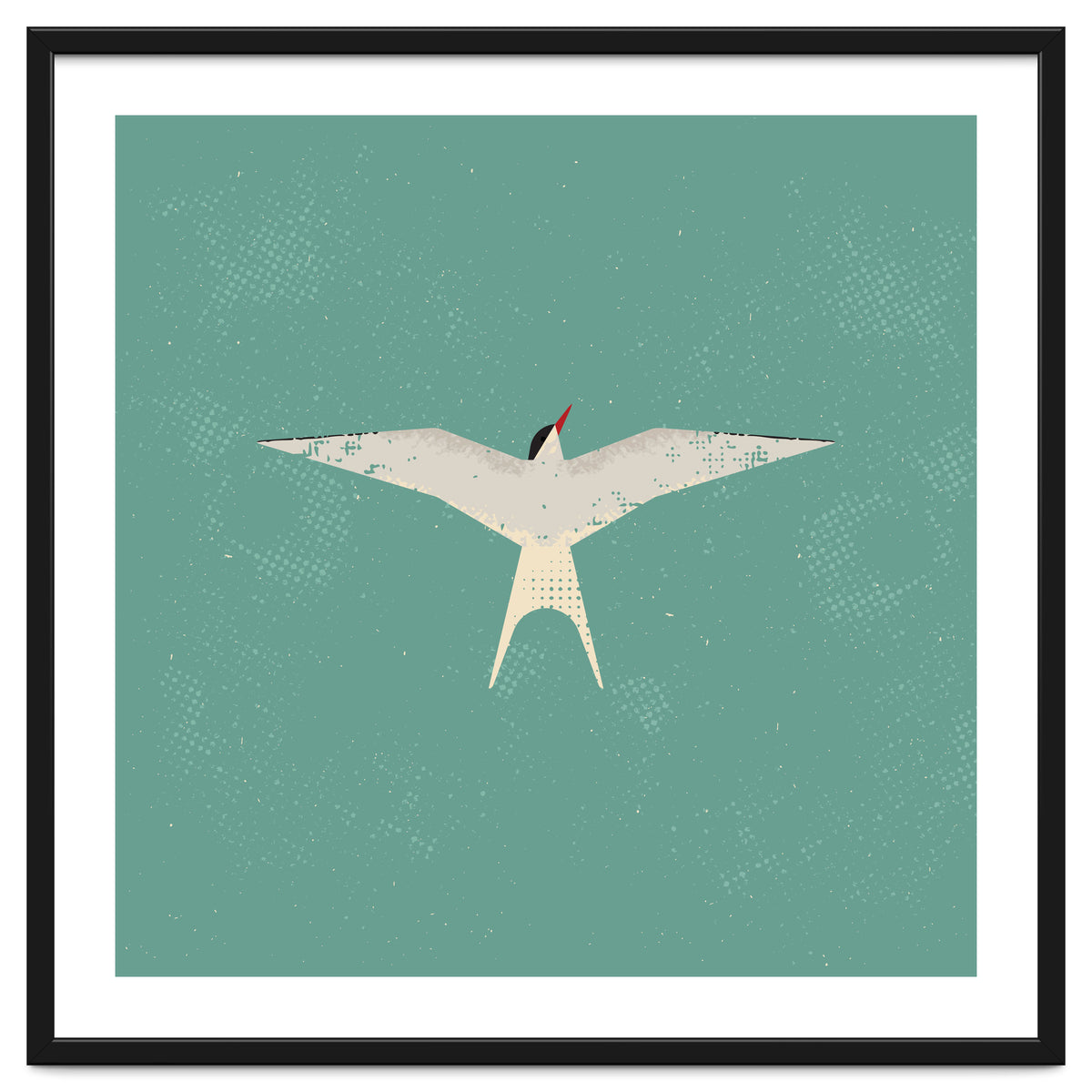 Arctic Tern