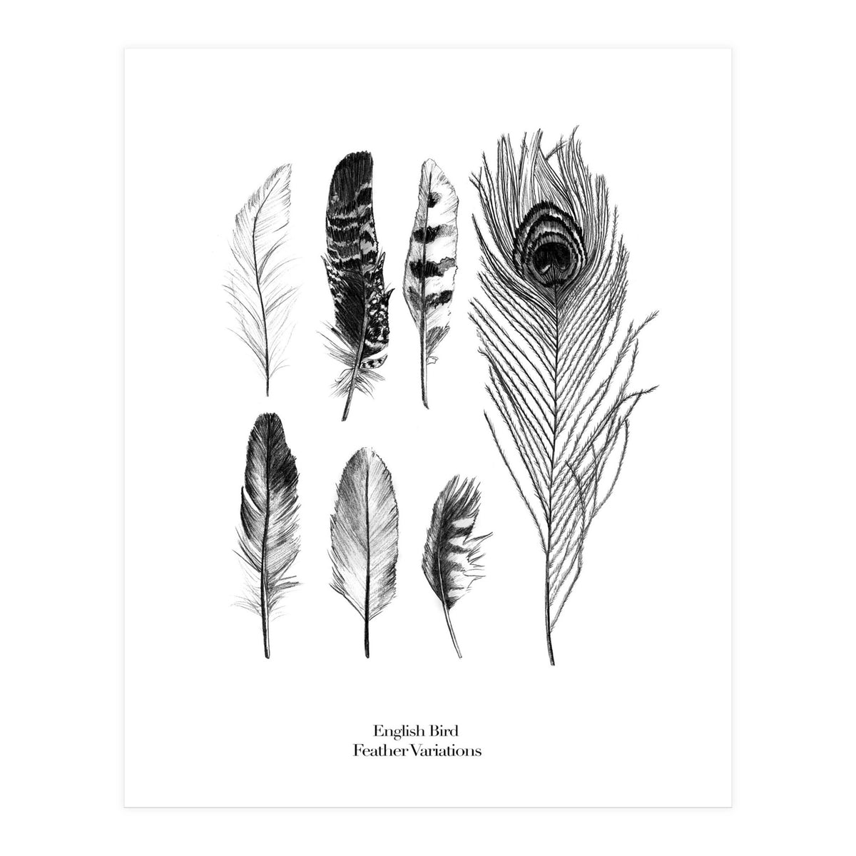English Feather Variations (Print Only)