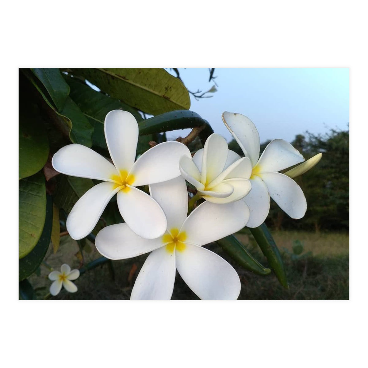 Frangipani (Print Only)