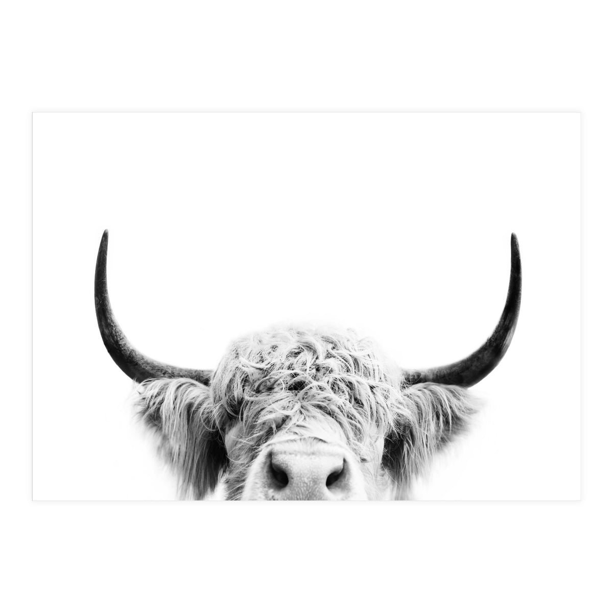 Peeking cow BW (Print Only)