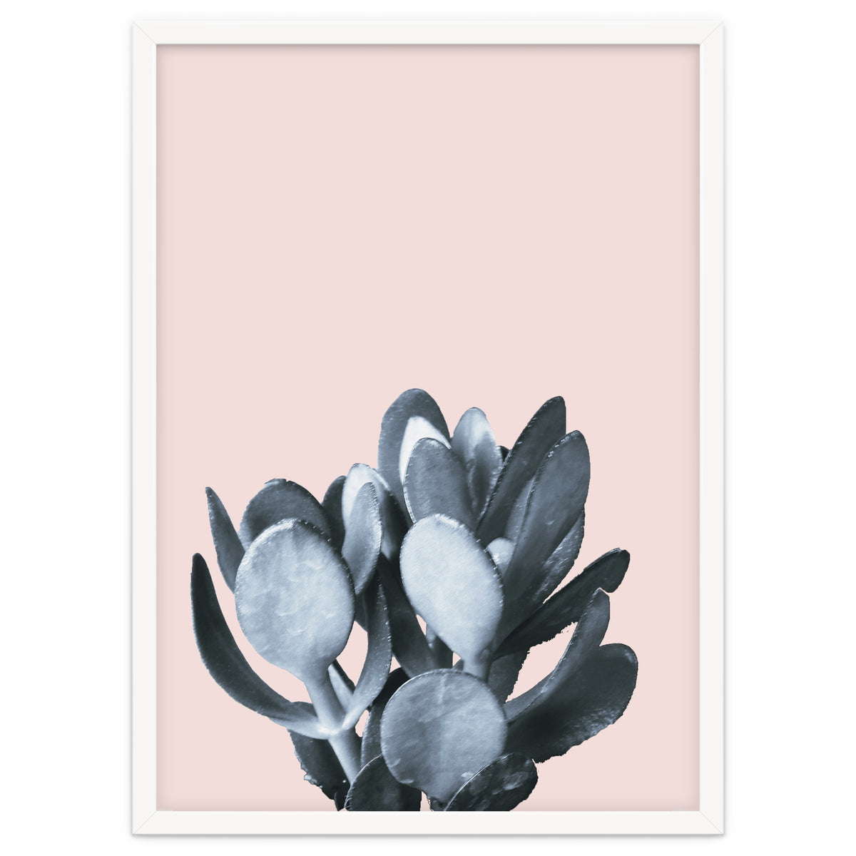 Cactus collection BL-II