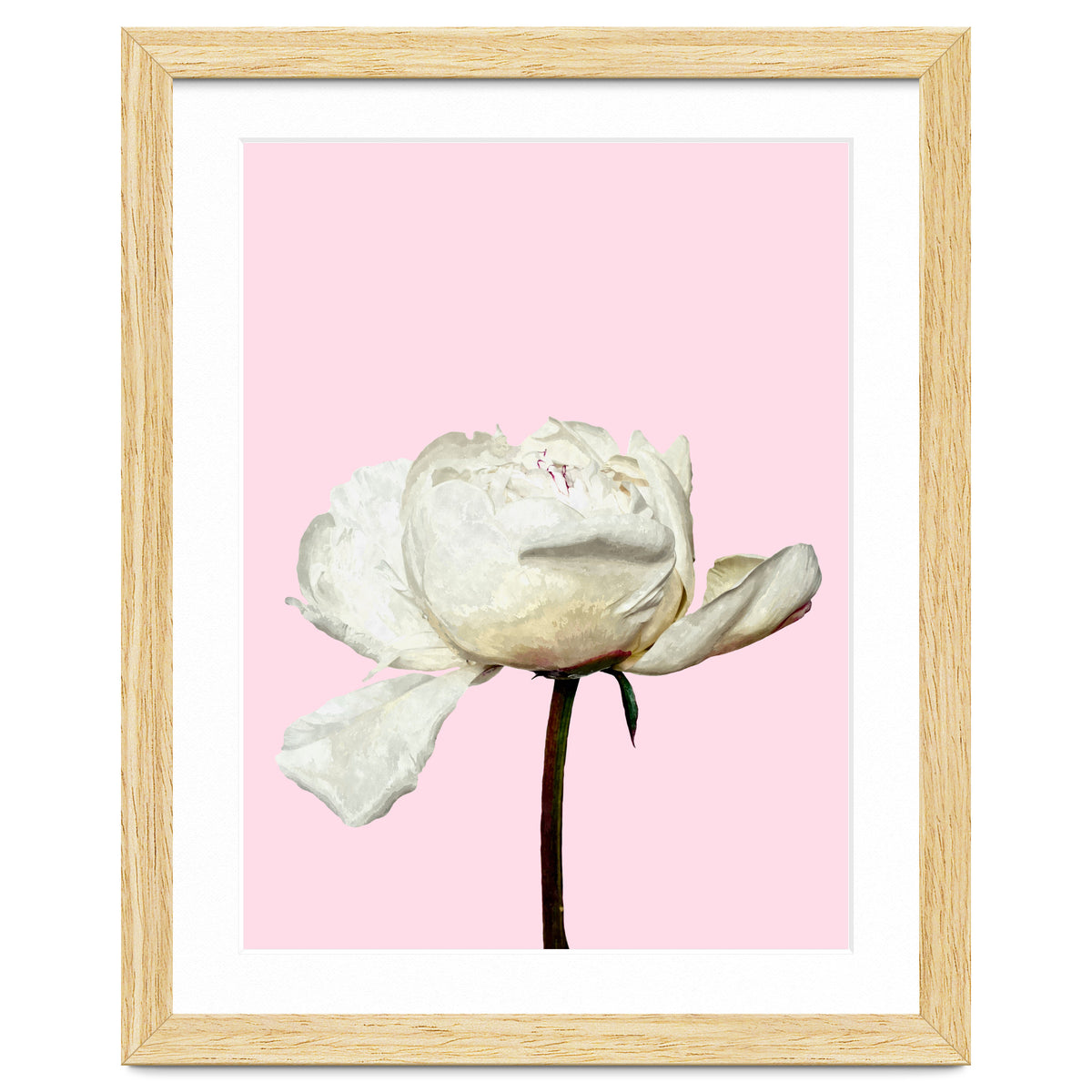White Peony Pink Background