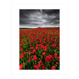 Wild Poppies (Print Only) thumbnail