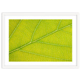 Autumn Leaf thumbnail