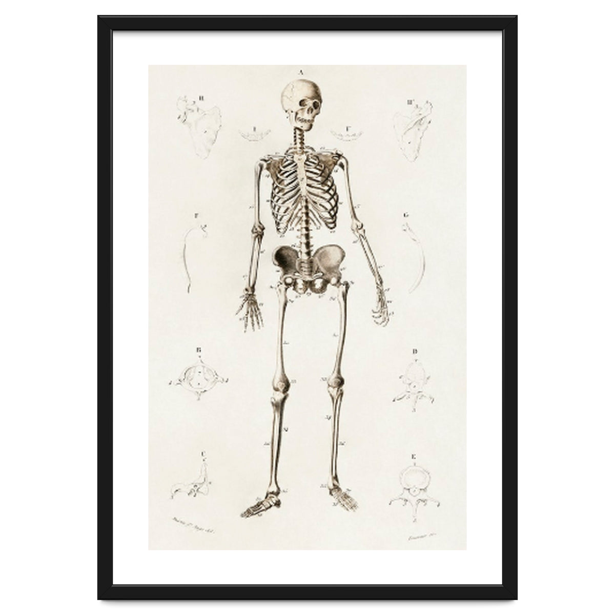 Human skeleton illustrated