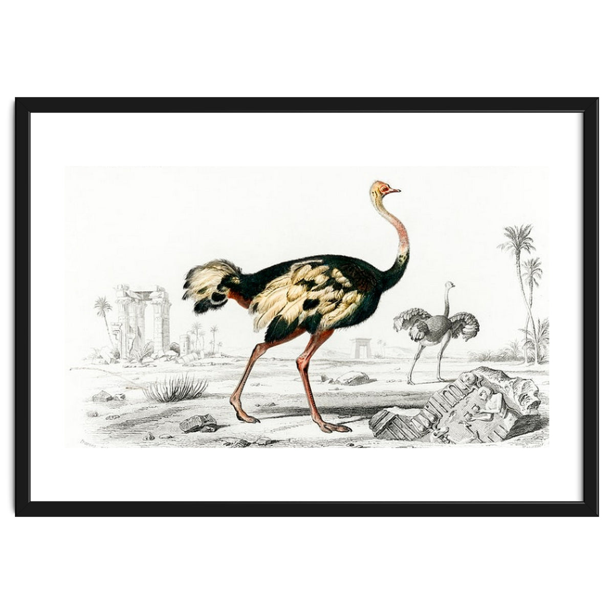 Struthio illustrated