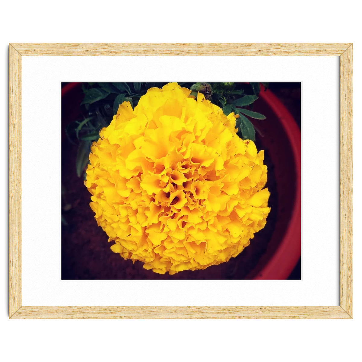 Yellow Chrysanthemum
