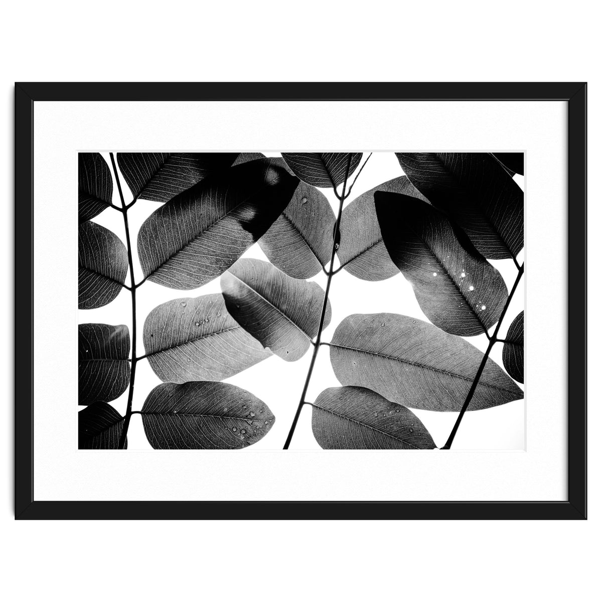 Experiments with Leaves II