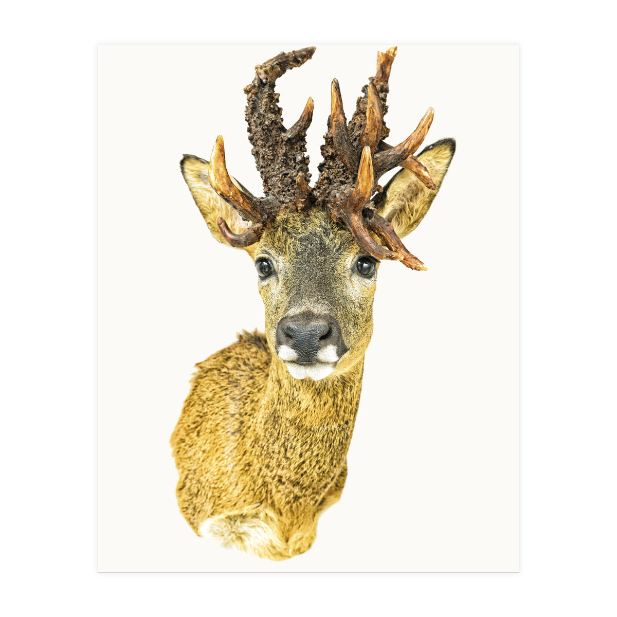 Cc Animal 01 (Print Only)