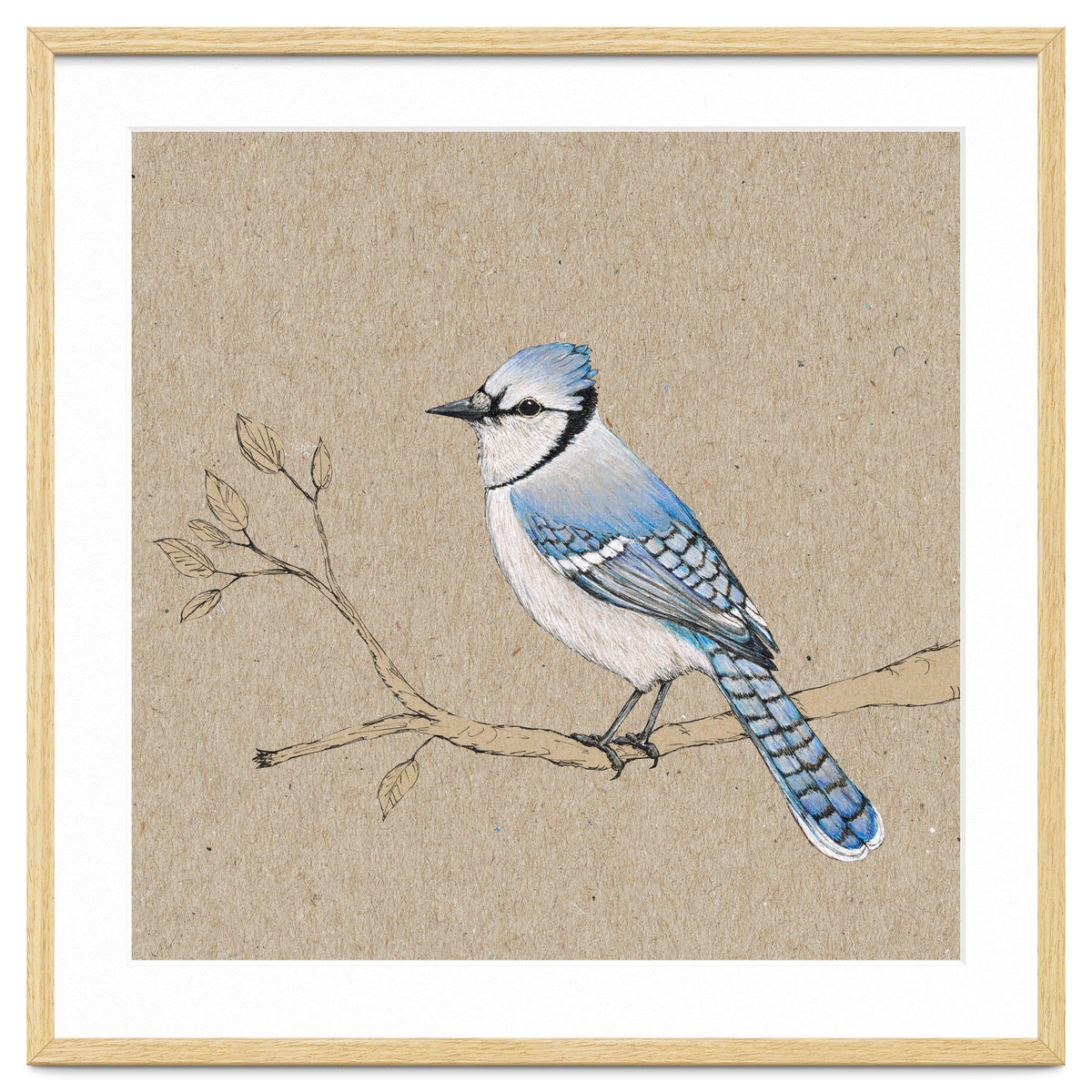 Blue jay