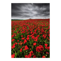 Wild Poppies (Print Only)