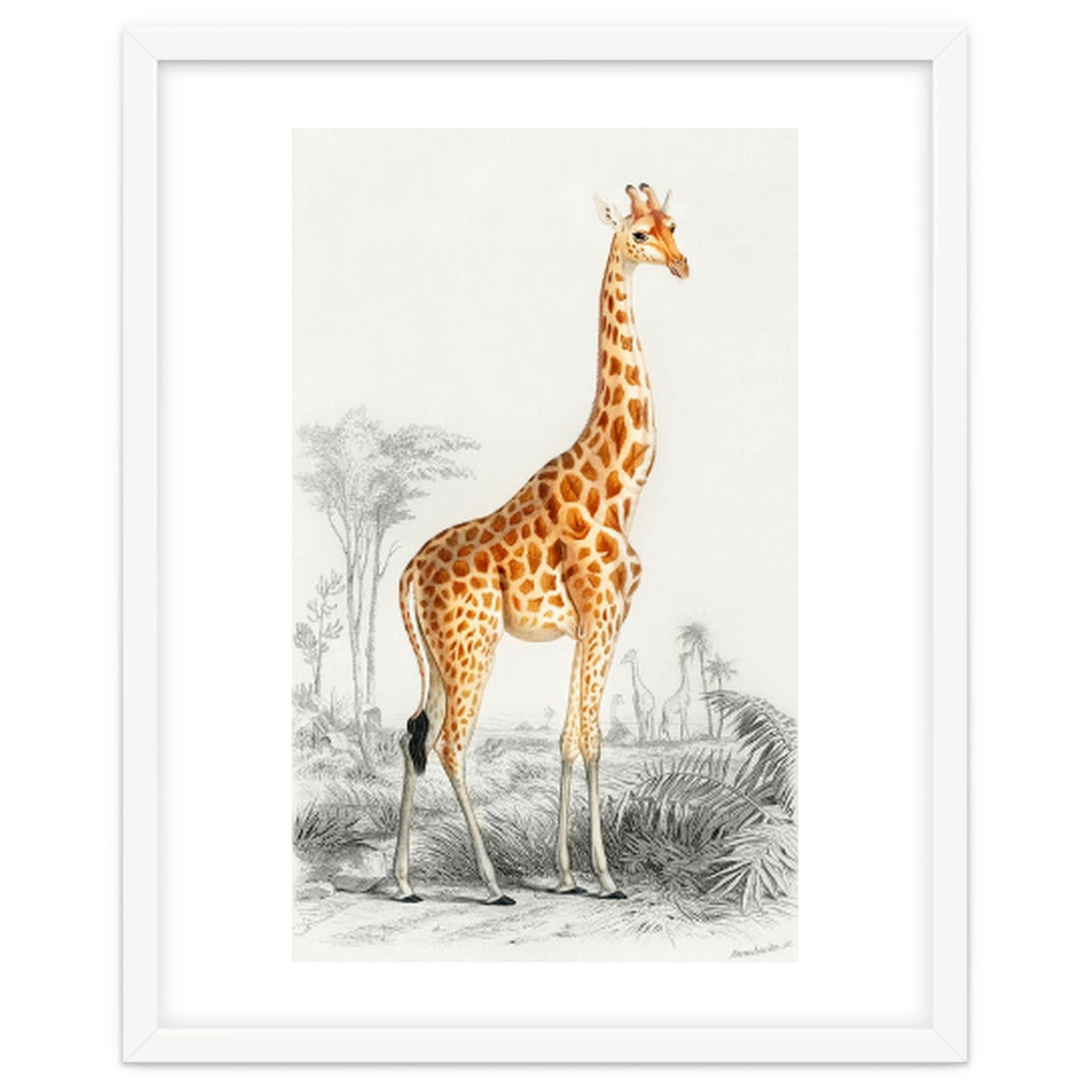 Giraffe illustration