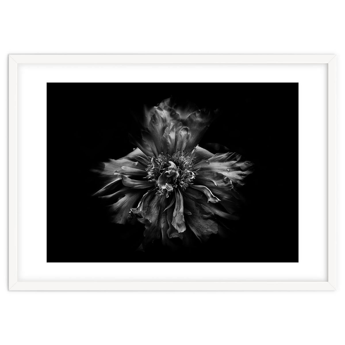 Backyard Flowers In Black And White No 49