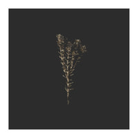 Moody Golden Botanicals - Square (Print Only)