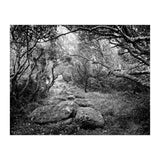 Undergrowth in black and white (Print Only) thumbnail