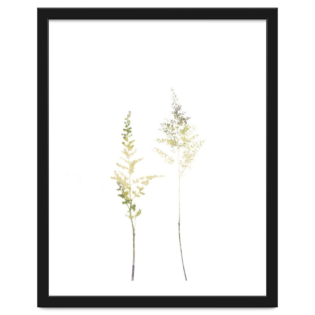 Neutral Astilbe
