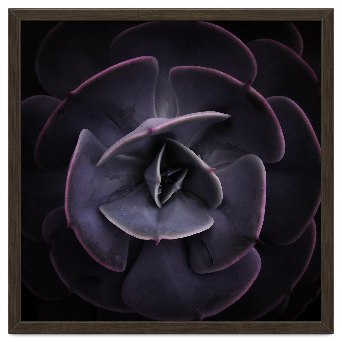 DARKSIDE OF SUCCULENTS VIII