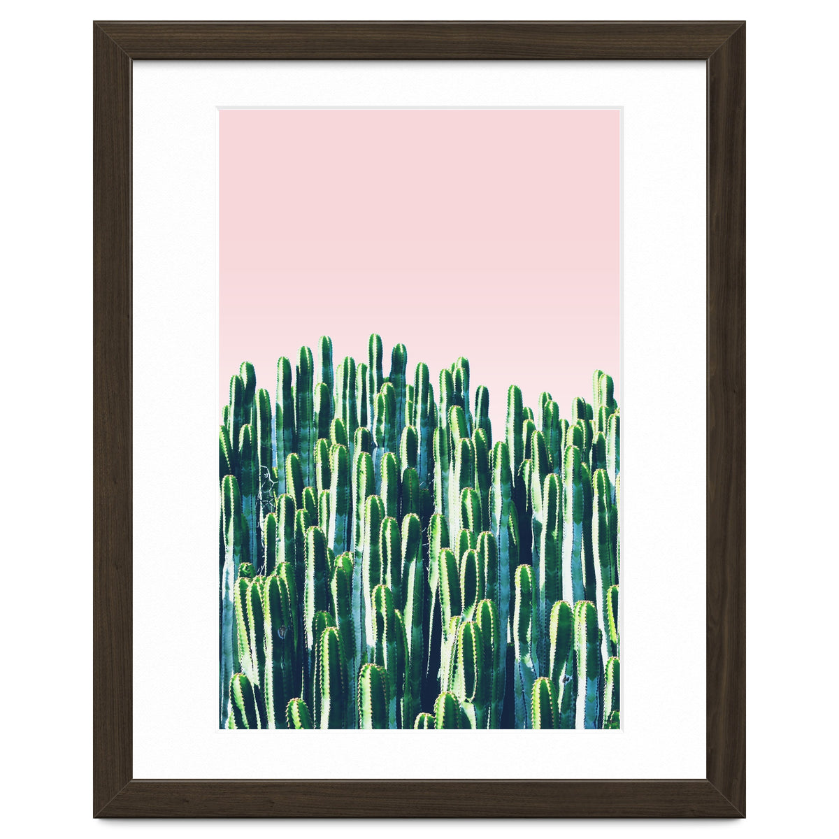Cactus & Sunset II