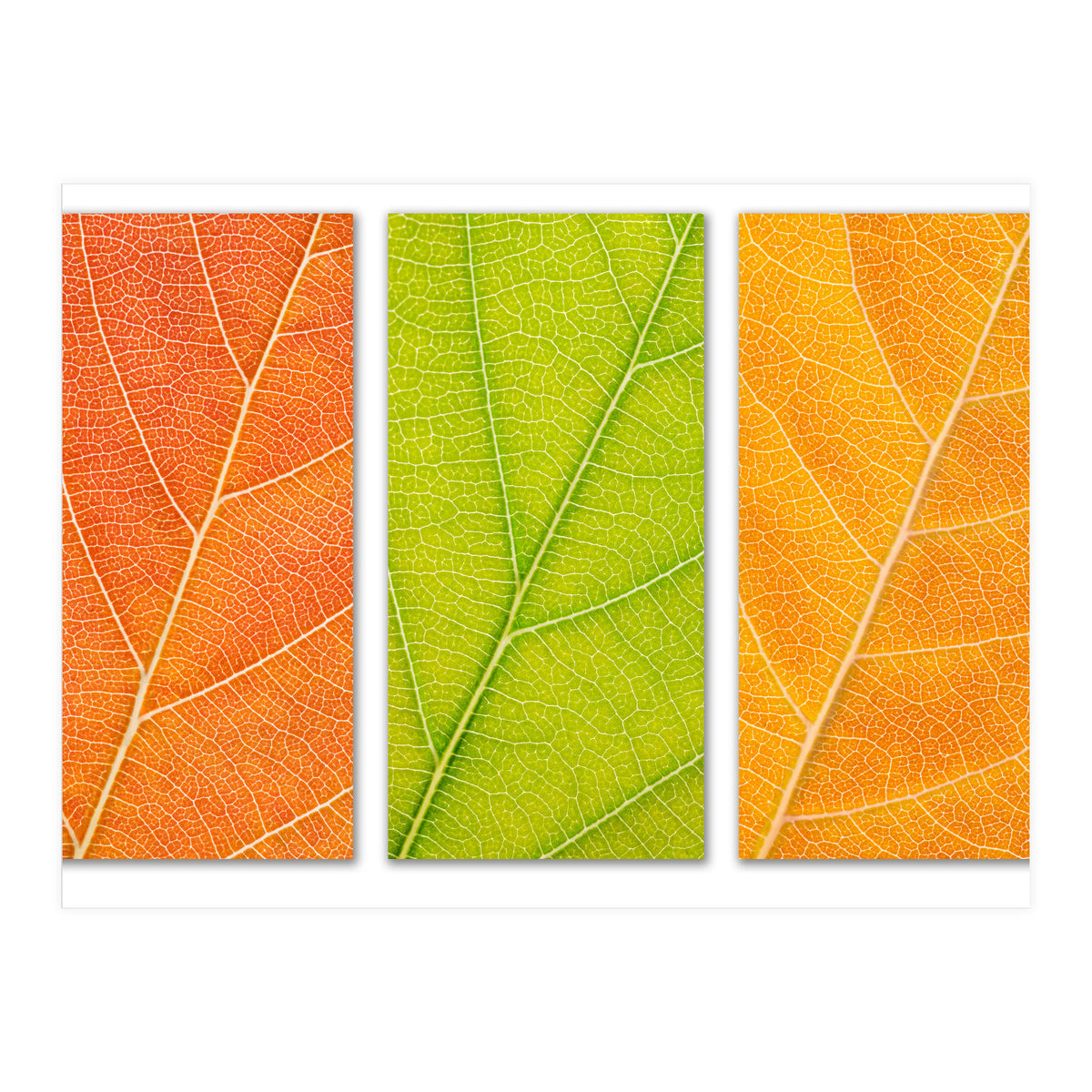 Autumn Leaves (Print Only)