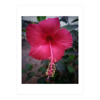 Beautiful Hibiscus Flora (Print Only)