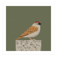 Sparrow  (Print Only)