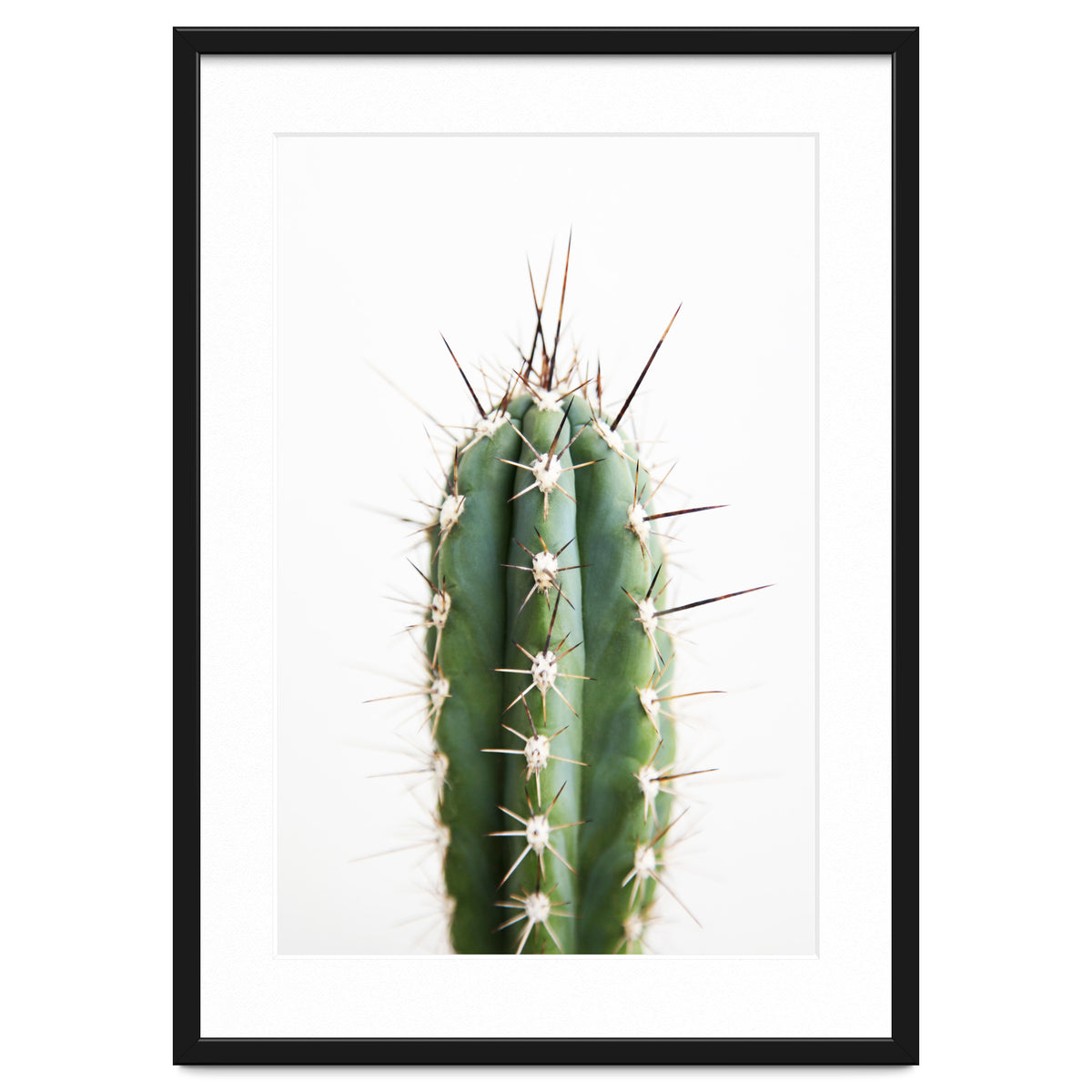 Cacti