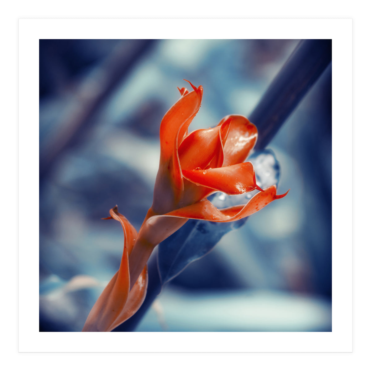 Ginger Flower (Print Only)